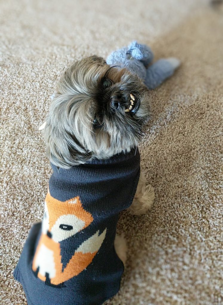 Adorable Dog looking over it's shoulder while wearing a sweater with a fox on it 